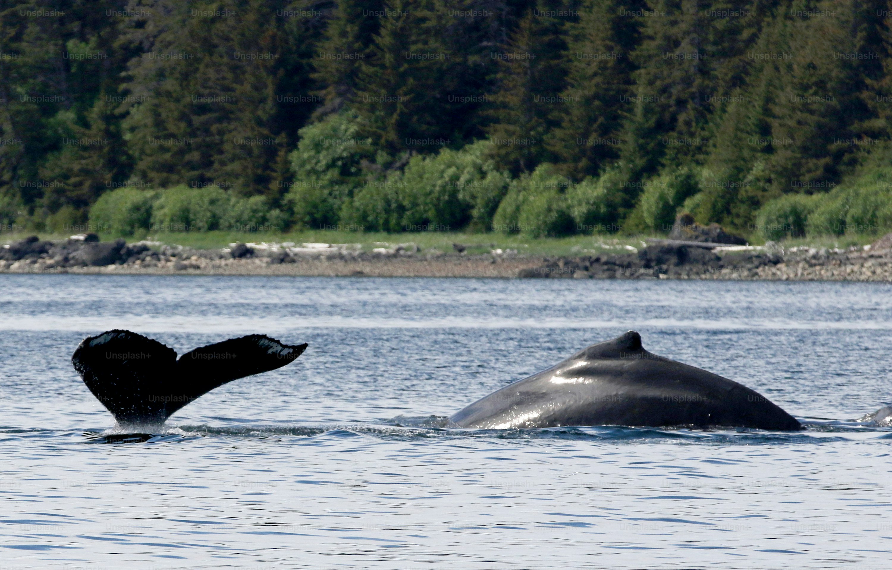 a couple of whales are in the water