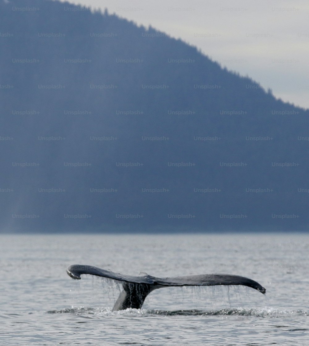 a whale tail flups out of the water