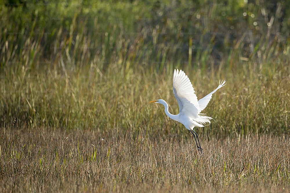Ein weißer Vogel fliegt über ein trockenes Grasfeld