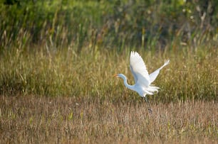 a white bird flying over a dry grass field