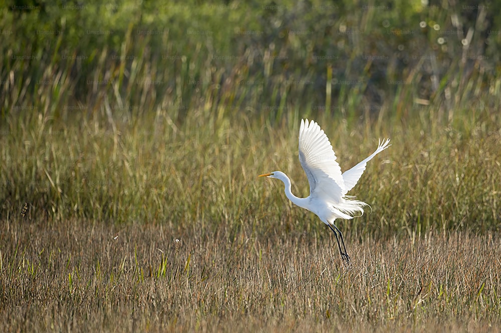 un oiseau blanc volant au-dessus d’un champ d’herbe sèche