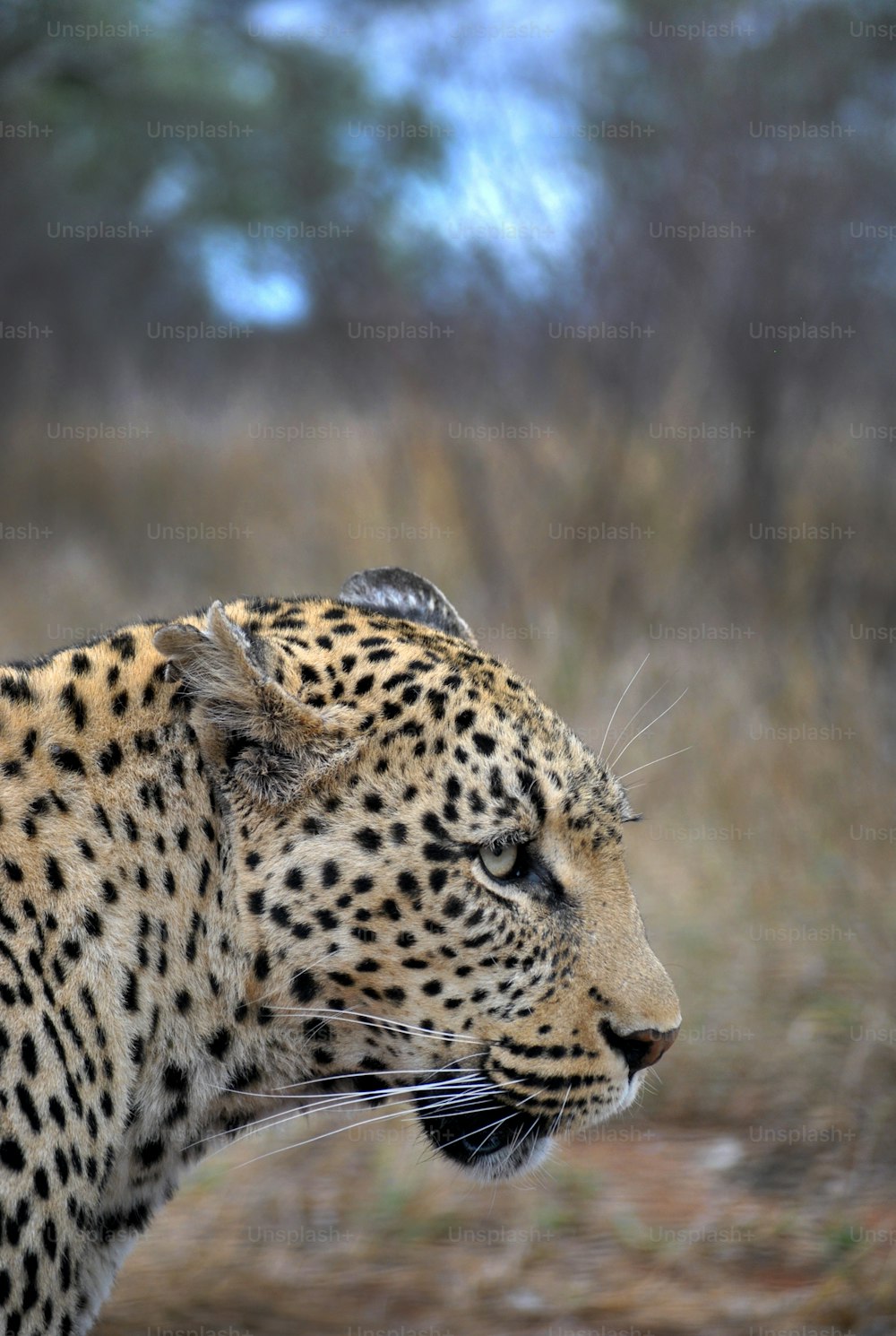 a close up of a leopard in a field