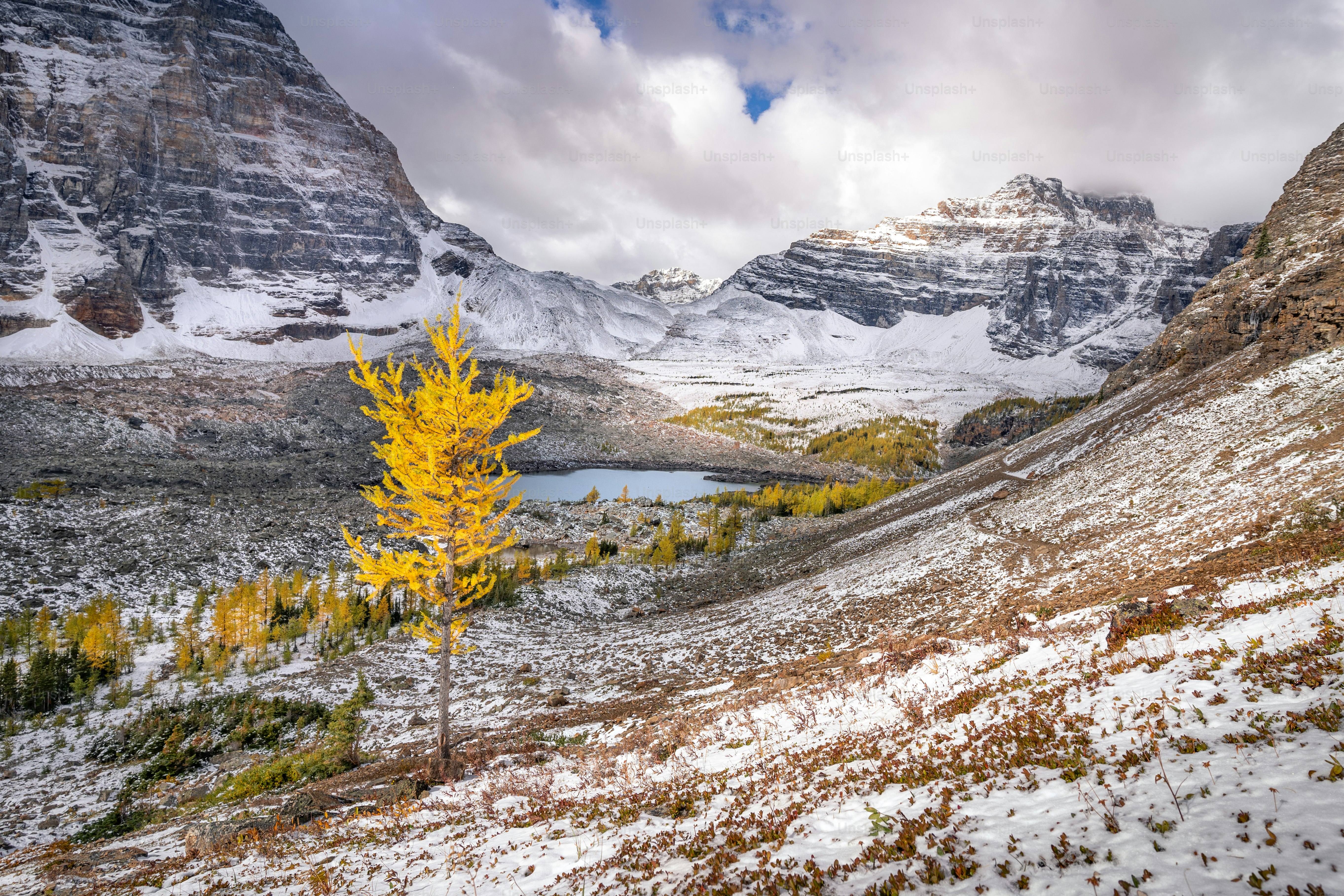 uma árvore amarela no meio de uma montanha coberta de neve