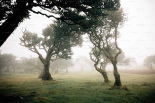 a group of trees that are standing in the grass