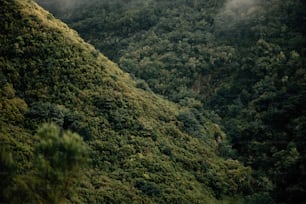 ein üppig grüner Hügel, der mit vielen Bäumen bedeckt ist