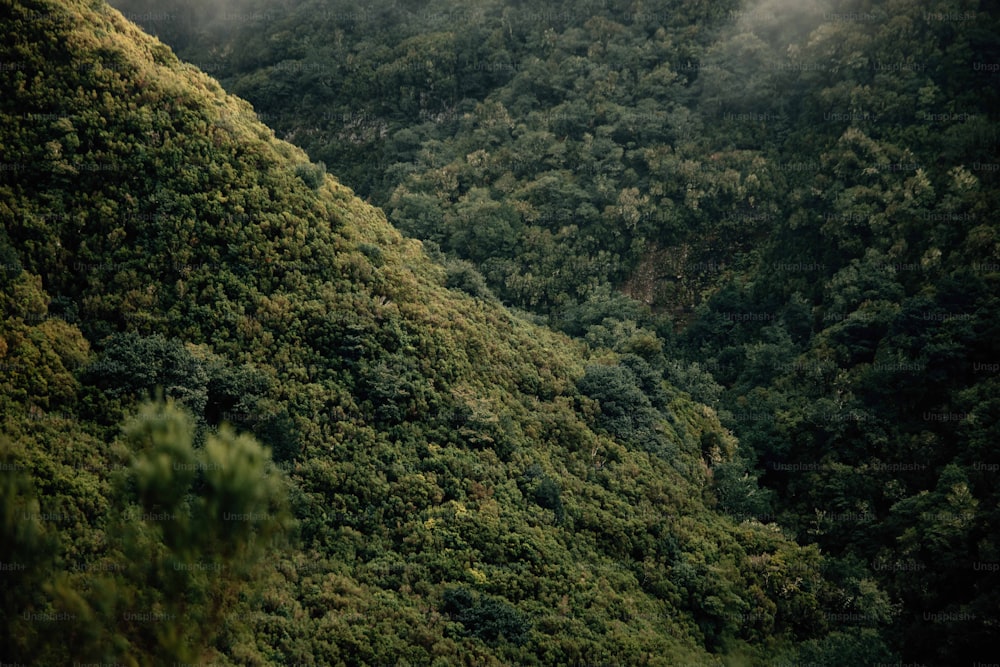 Una collina verde e lussureggiante ricoperta di molti alberi