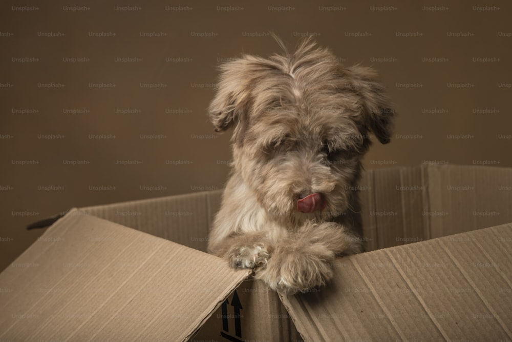 a small dog sitting inside of a cardboard box