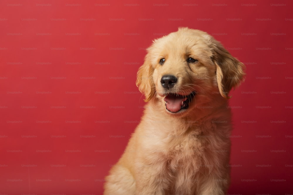 a dog sitting in front of a red background