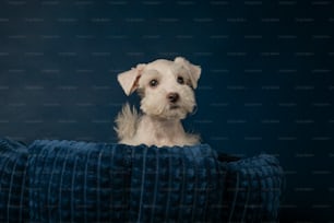 ein kleiner weißer Hund, der auf einer blauen Decke sitzt