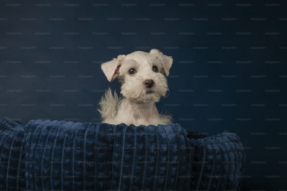 um pequeno cão branco sentado em cima de um cobertor azul