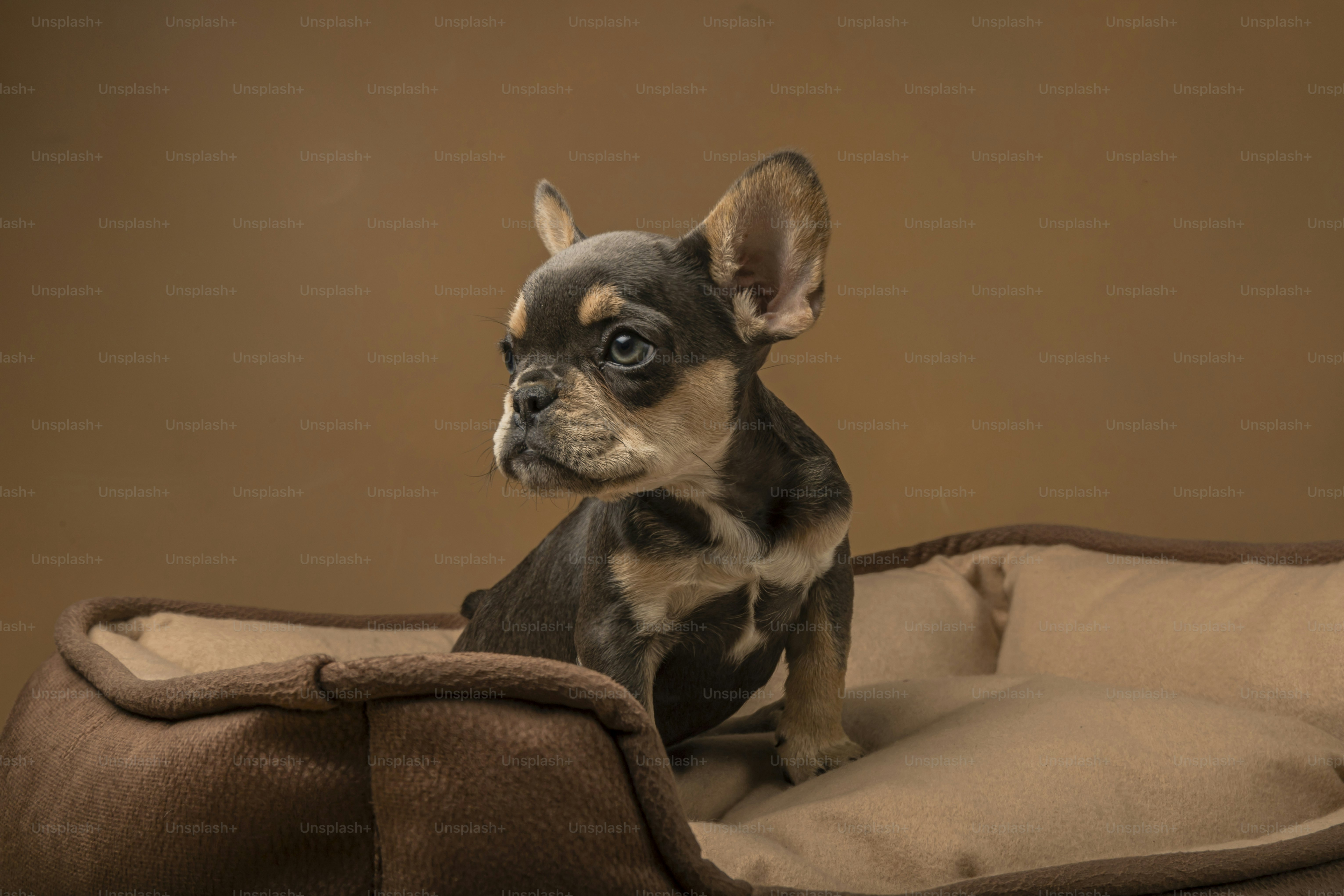a small dog sitting on top of a dog bed