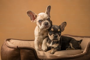 Un par de perros pequeños sentados encima de una cama para perros