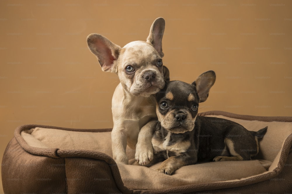 un couple de petits chiens assis sur un lit pour chien