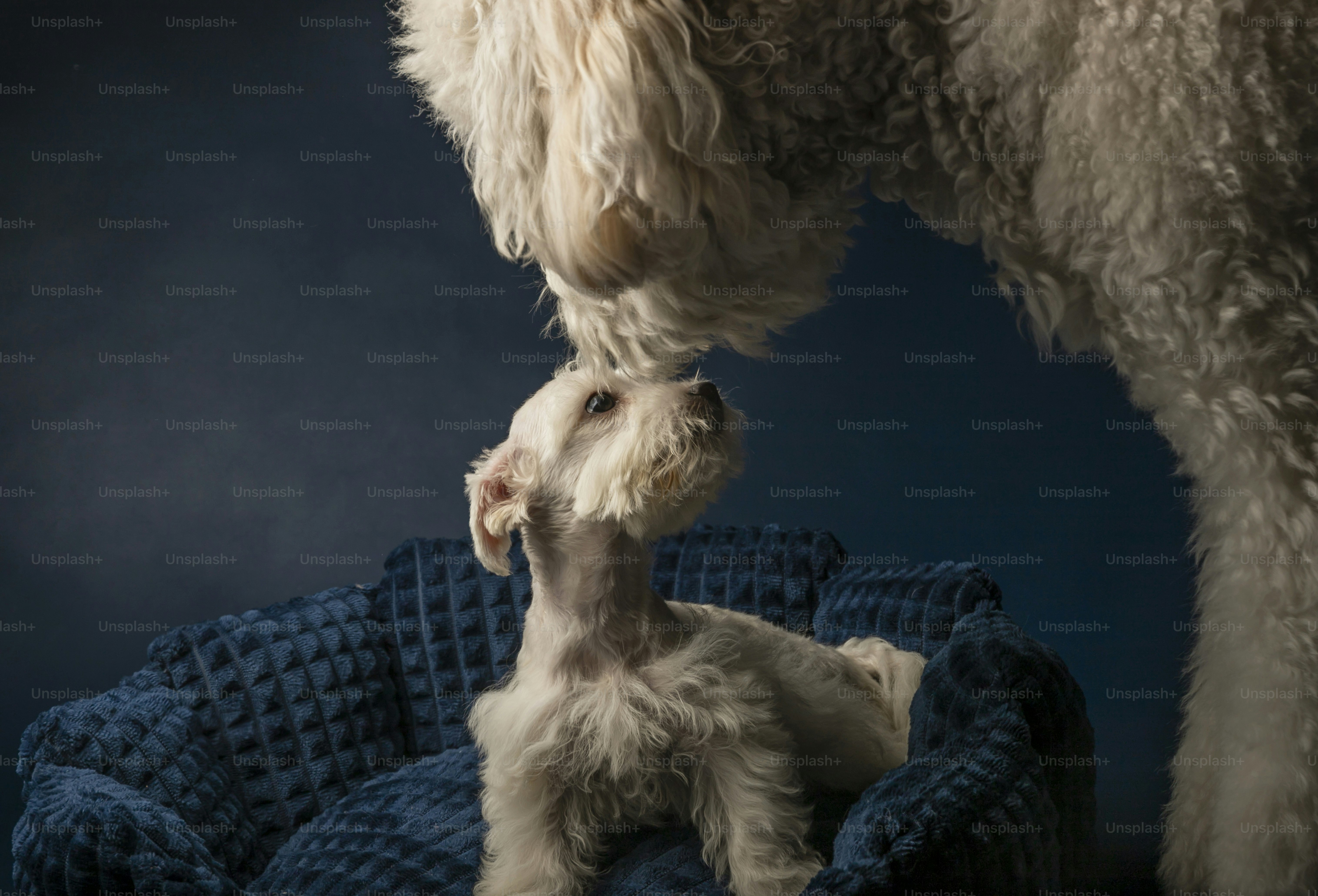 a small white dog standing on top of a blue blanket