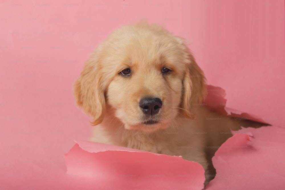 a dog looking through a hole in a pink wall