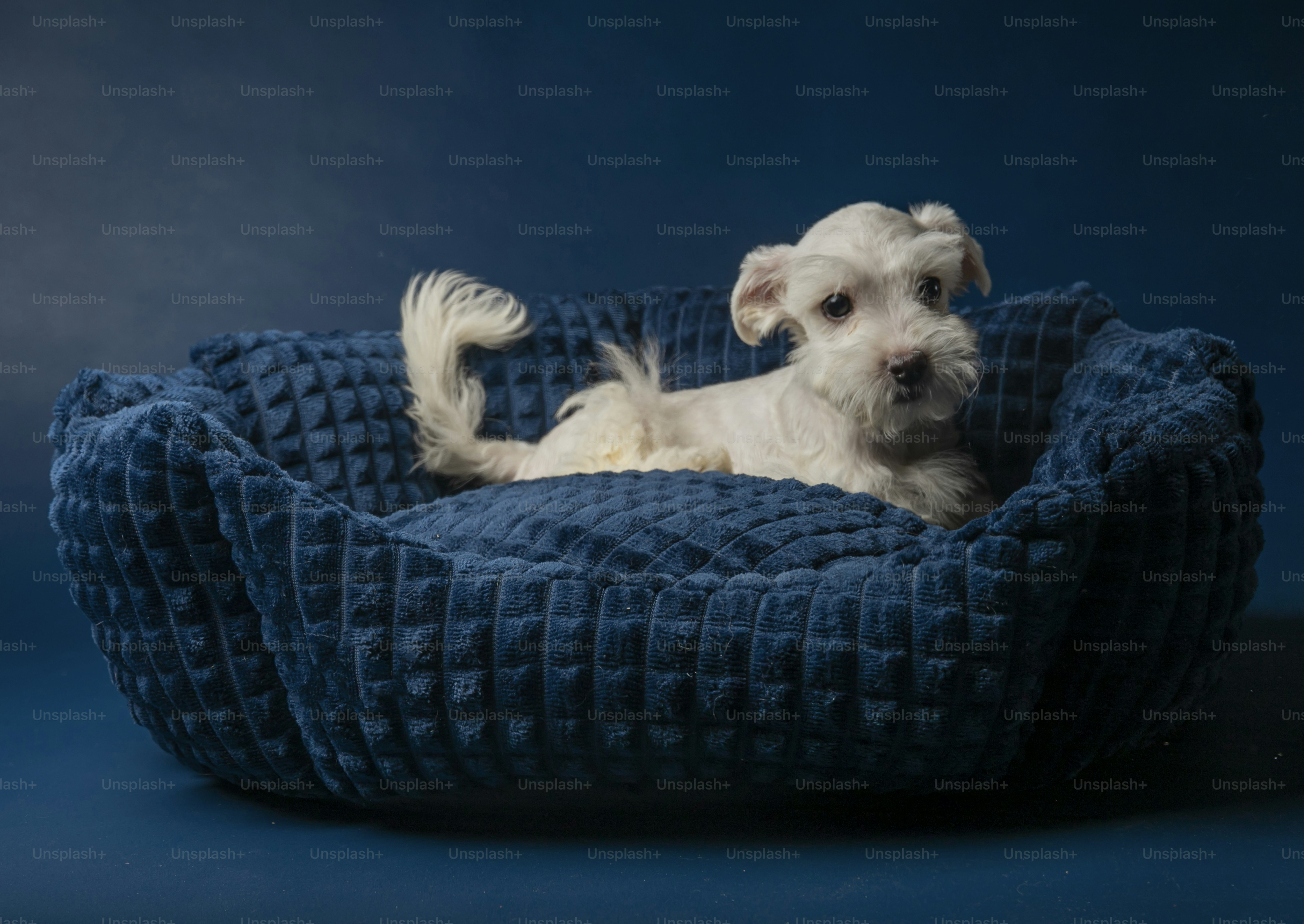 Best Joint Supplements for Senior Dogs in 2026