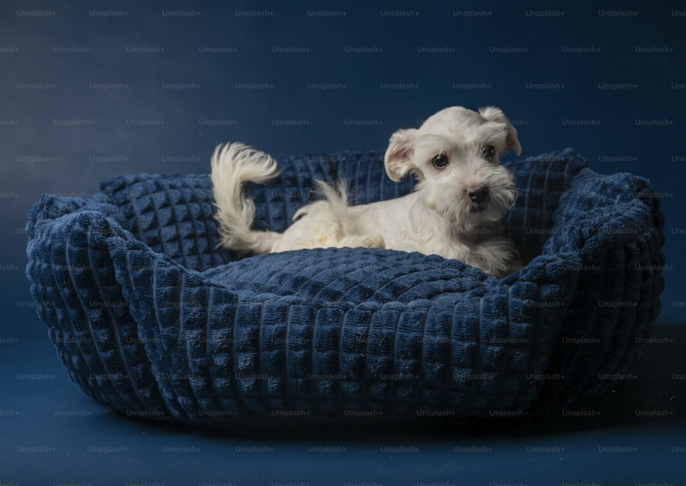un piccolo cane bianco sdraiato in una cuccia blu