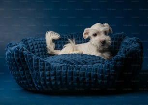 un pequeño perro blanco acostado en una cama azul para perros
