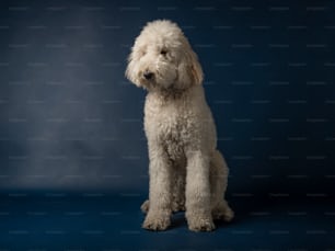 a white dog sitting on a blue background
