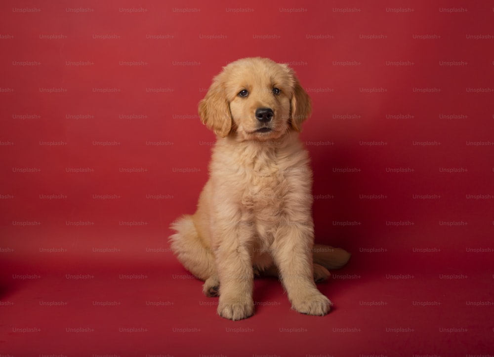 a puppy sitting in front of a red background