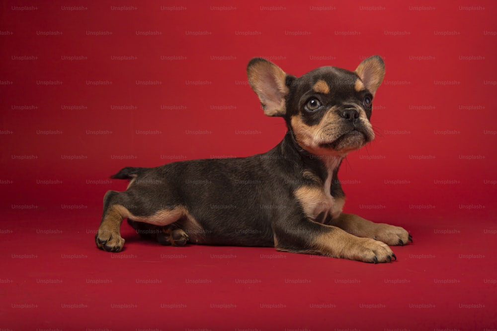a small black and brown dog laying on a red background