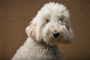 a close up of a white dog with a brown background