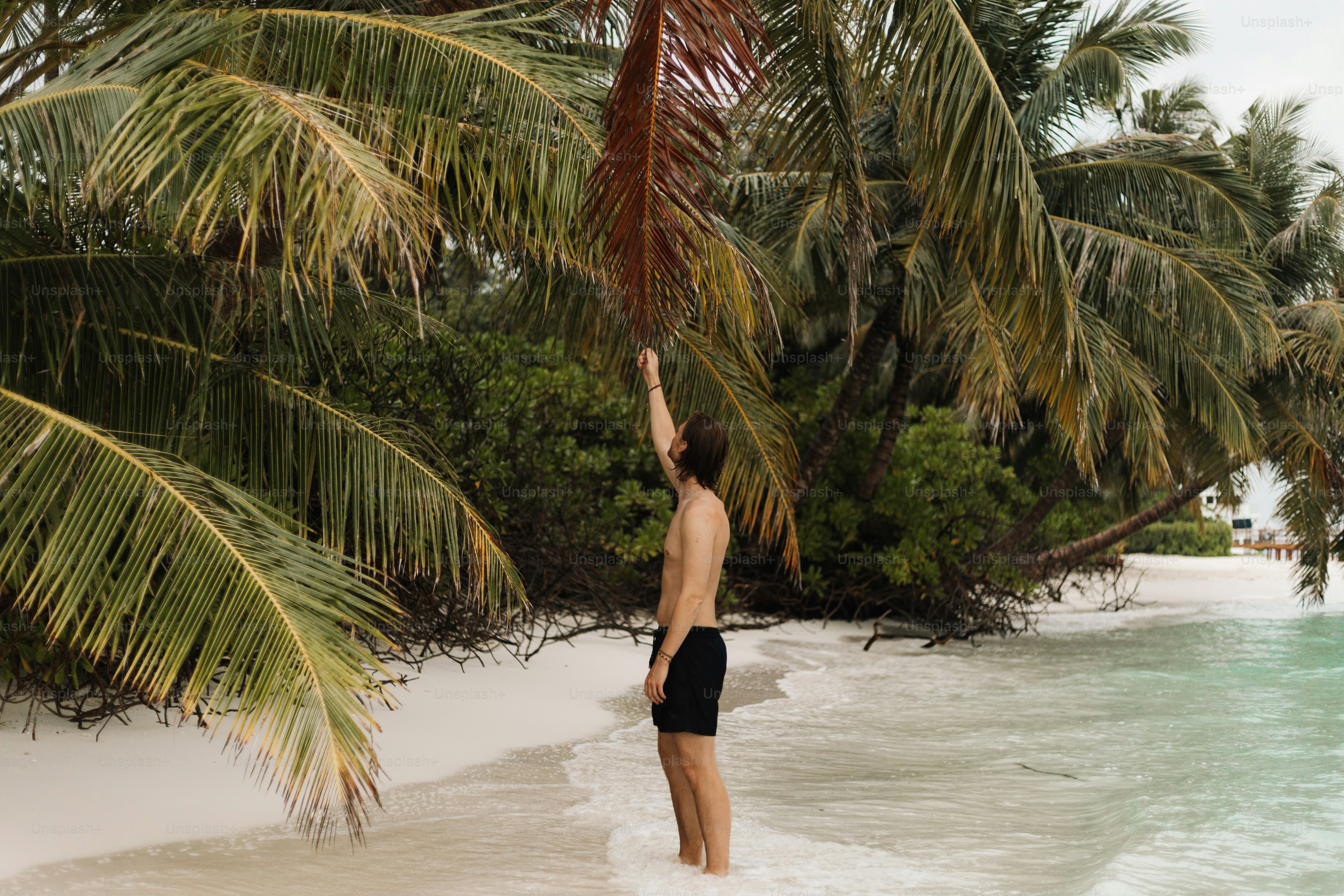 A man standing on a beach next to a palm tree photo – Maldives Image on ...
