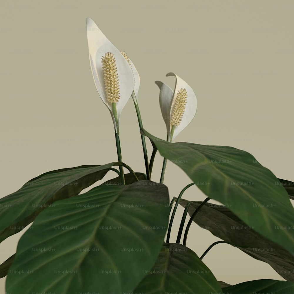 duas flores brancas com folhas verdes em um vaso