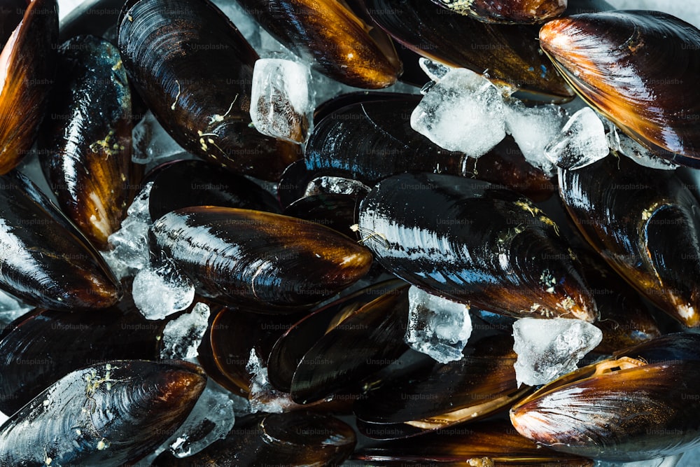a bunch of mussels sitting on top of ice