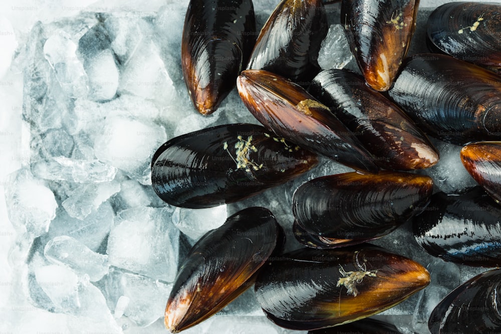 a bunch of mussels that are on some ice