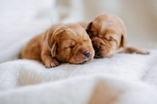 two puppies are sleeping on a white blanket