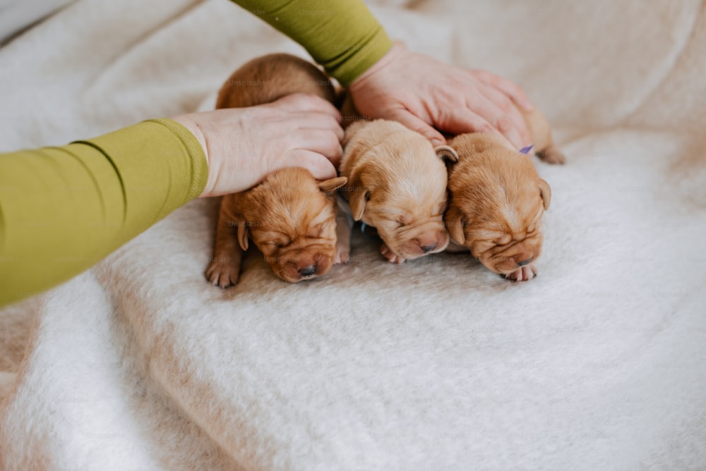 a woman holding three puppies on top of a white blanket
