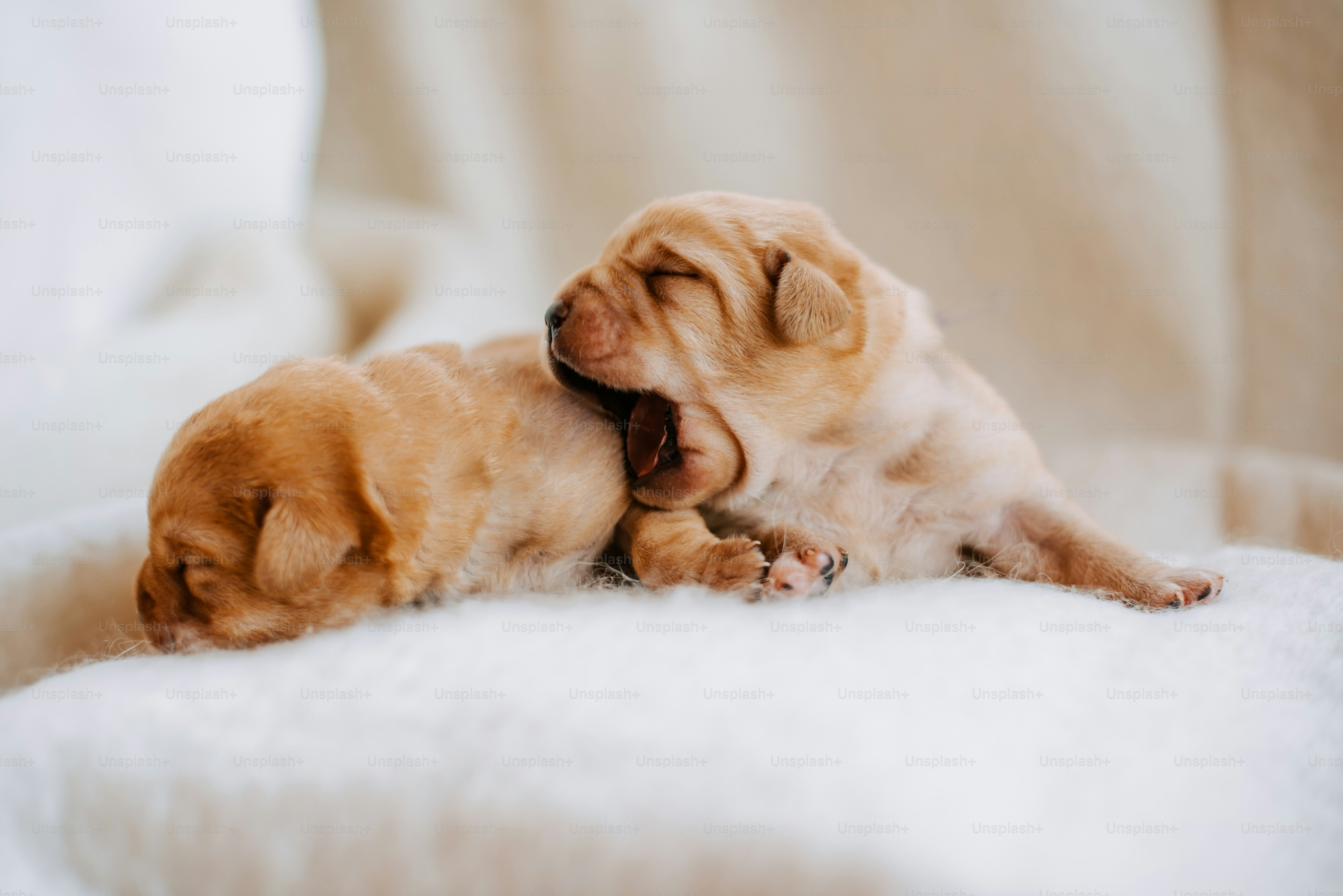  Dogs