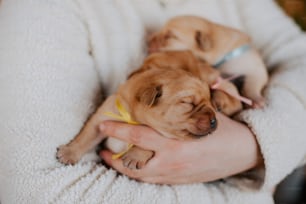 a person holding two puppies in their arms