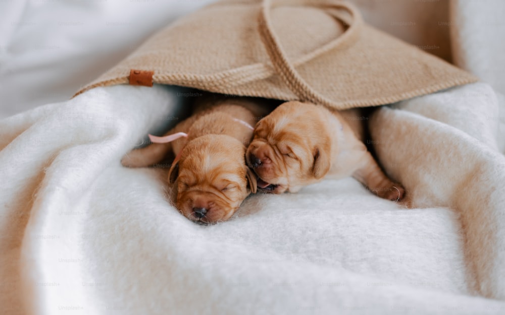 a couple of puppies laying on top of a white blanket