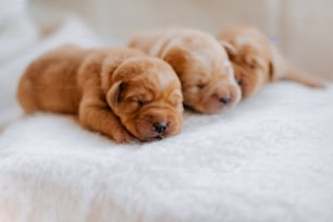 three puppies are sleeping on a white blanket