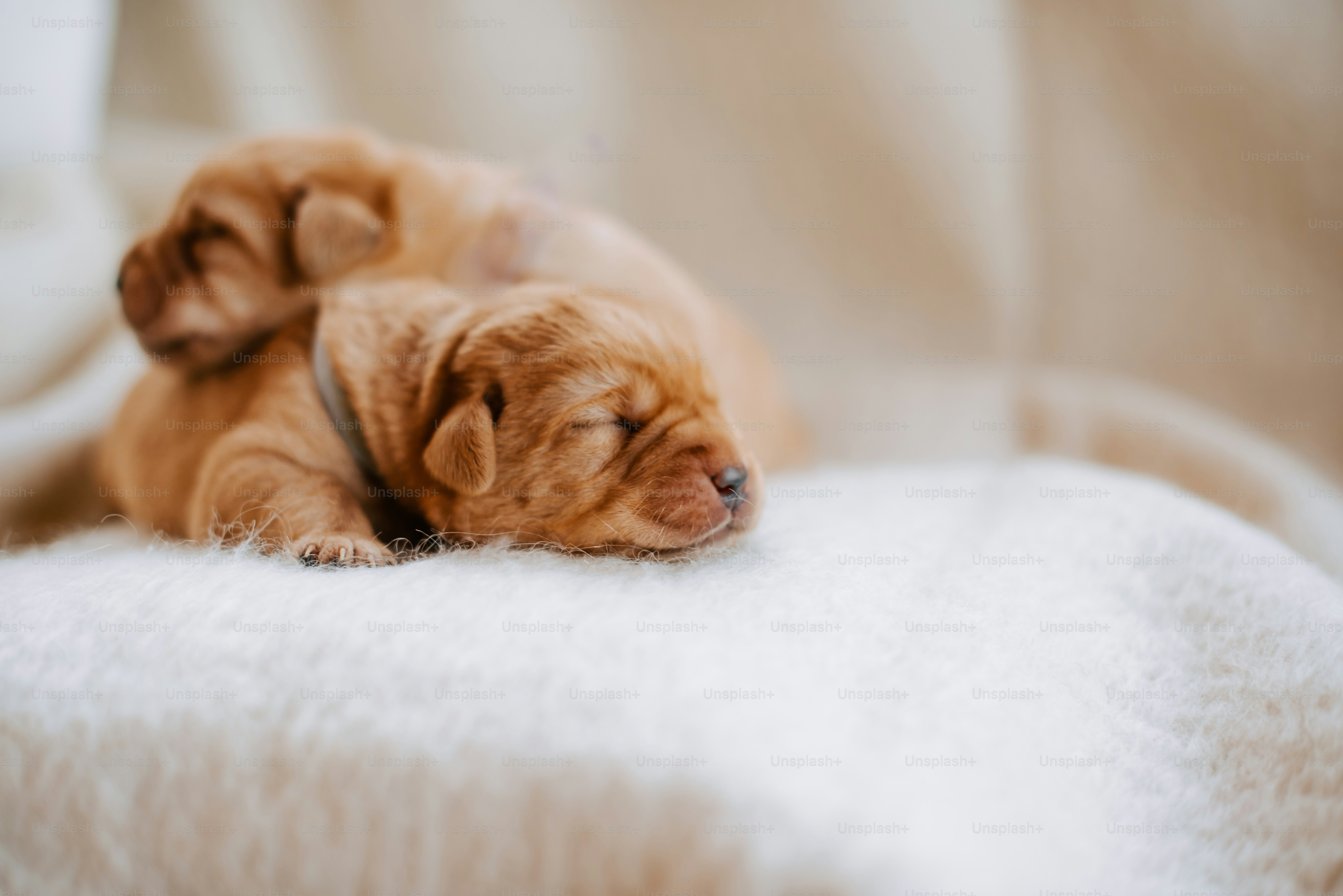 a puppy sleeping on top of a white blanket