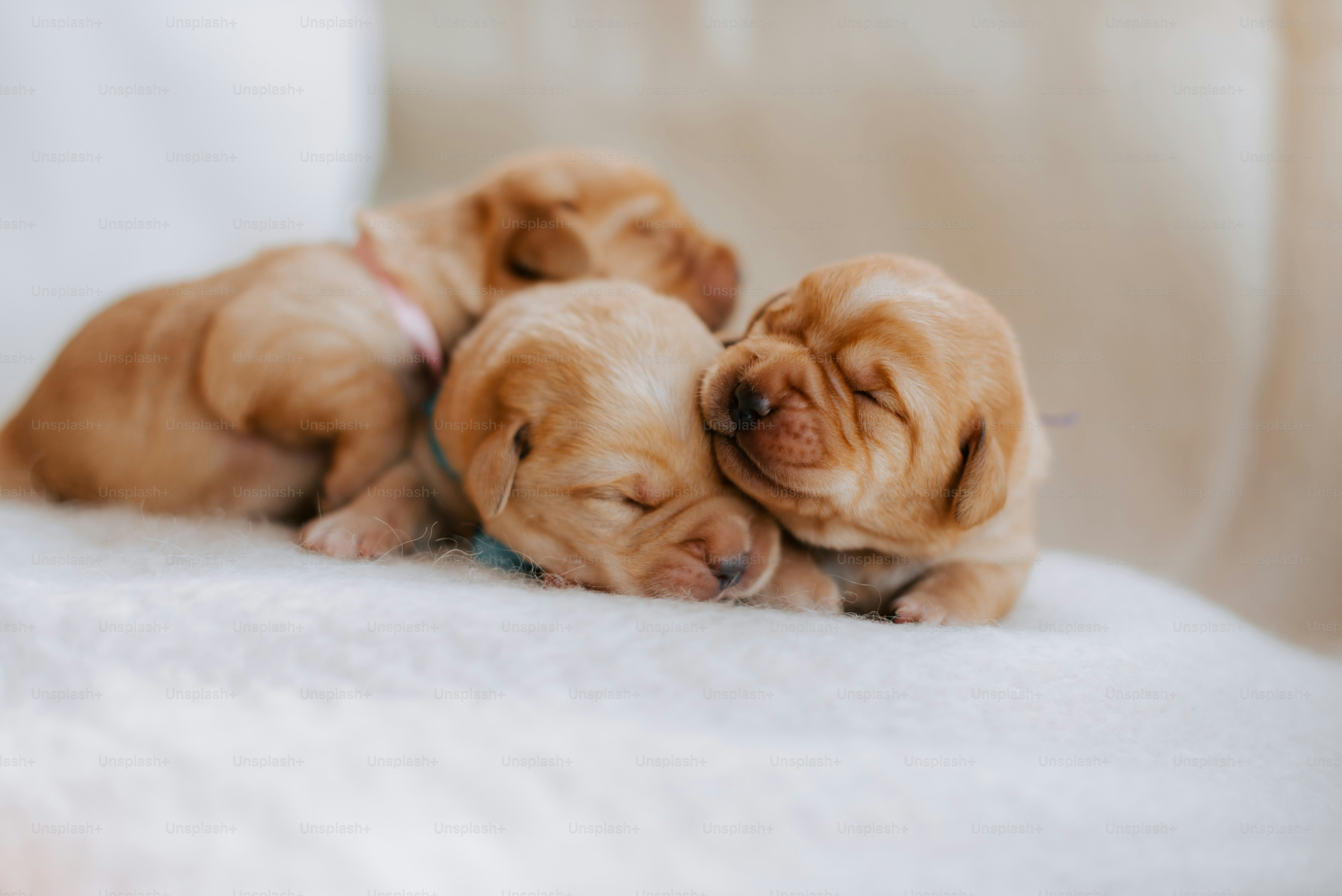 Un par de cachorros tumbados encima de un sofá blanco