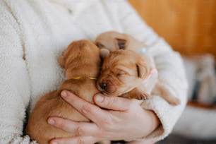 a woman holding two puppies in her arms