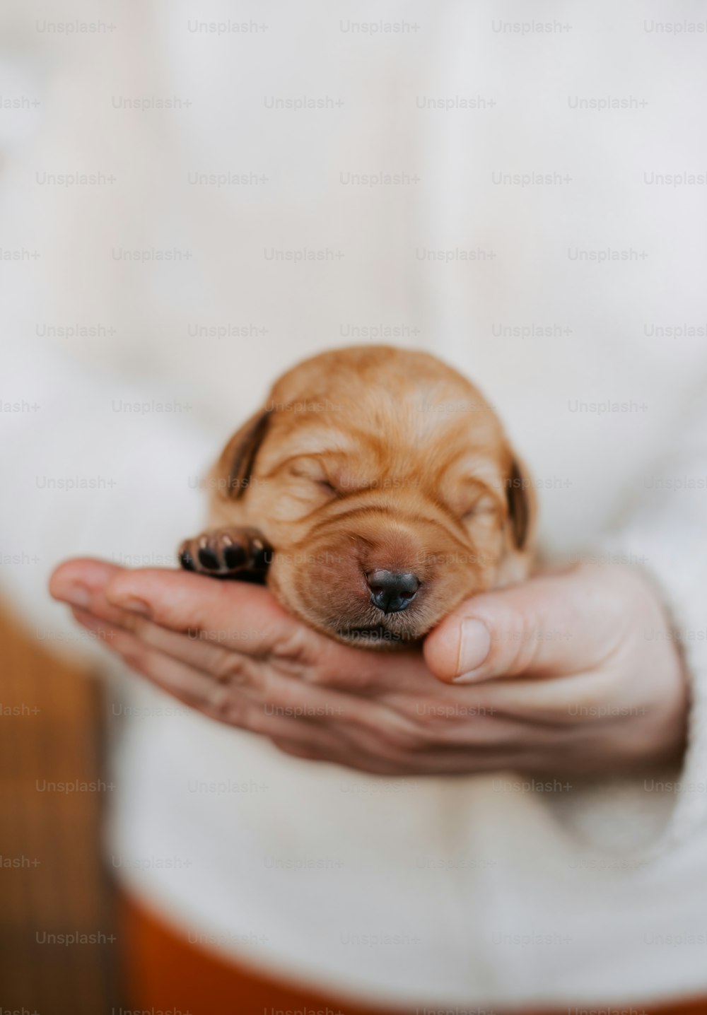 una persona sosteniendo un cachorro pequeño en sus manos