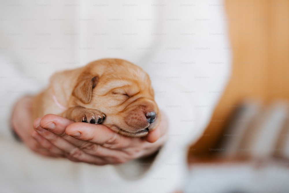 a person holding a small dog in their hands