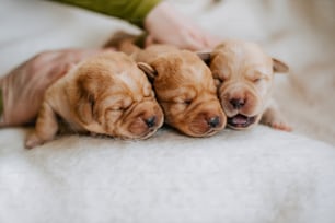 three puppies are sleeping on a person's lap