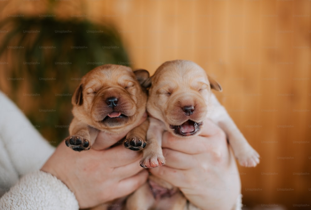 a person holding two puppies in their hands