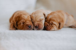 3匹の子犬が白い毛布の上で寝ています