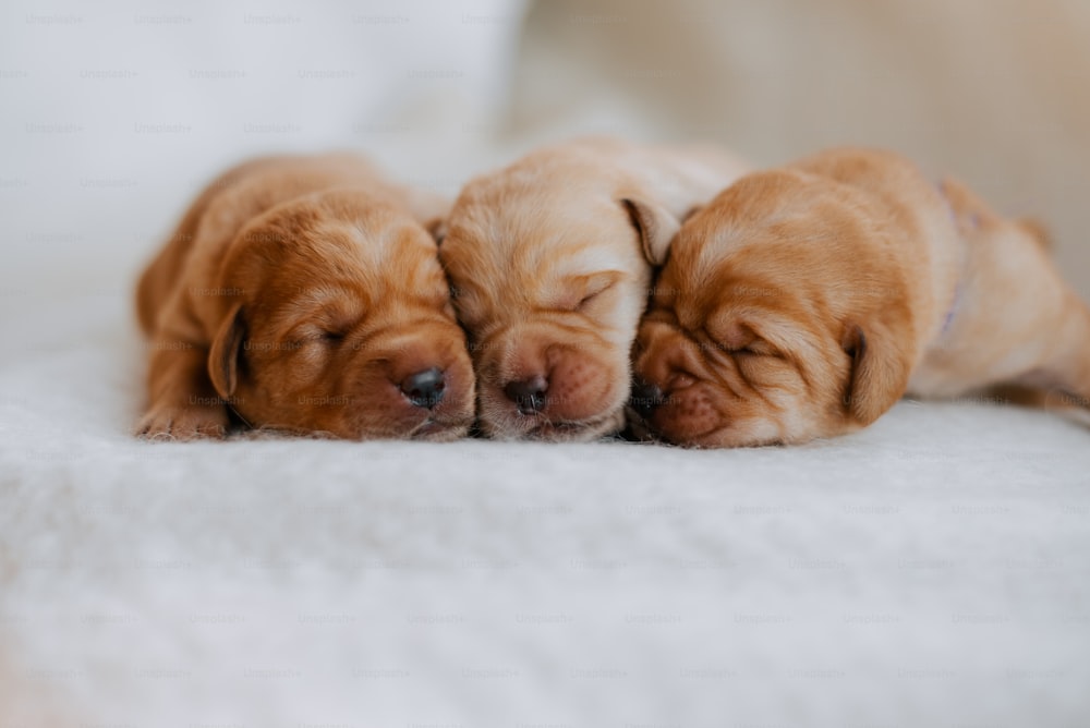 Tre cuccioli dormono su una coperta bianca