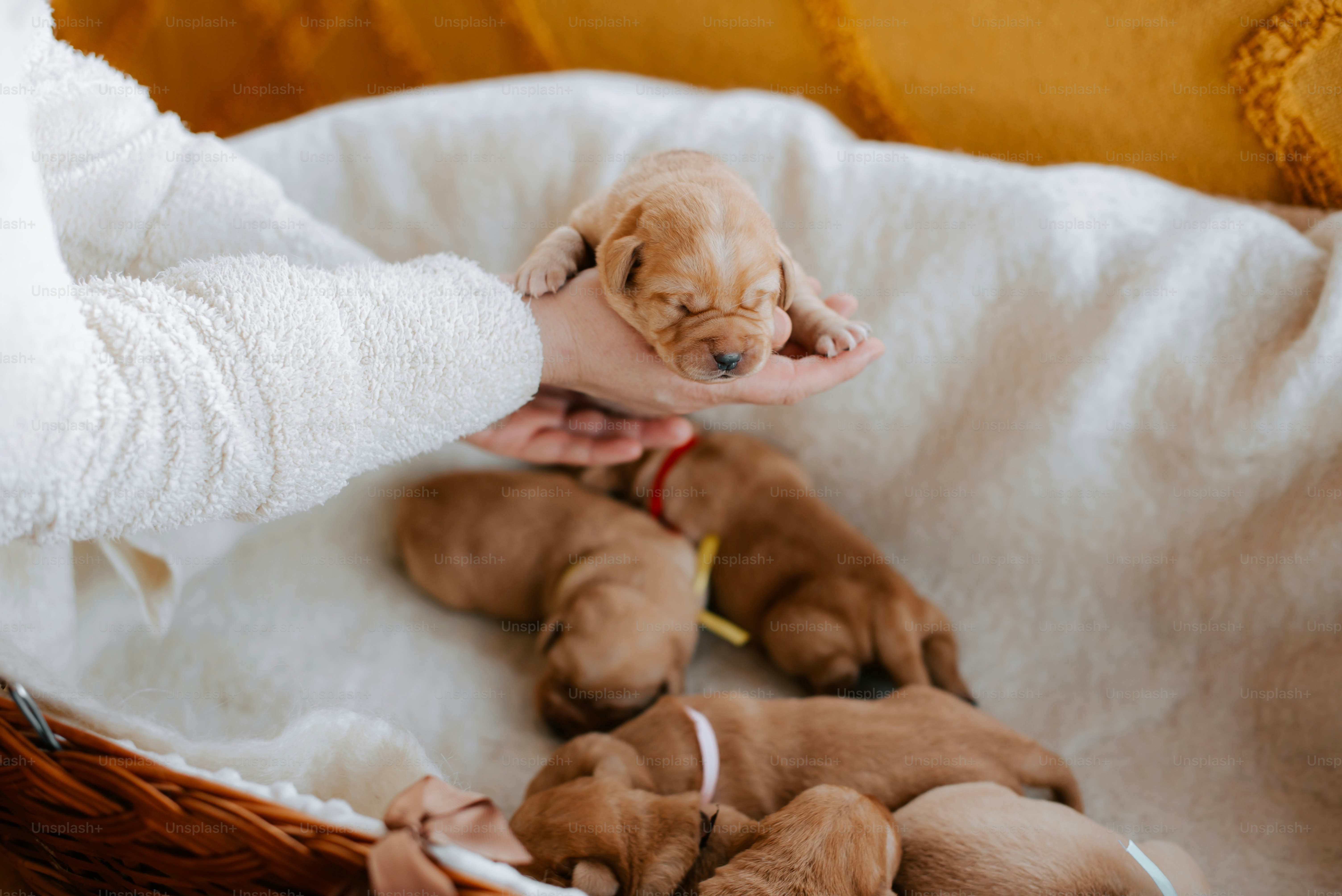 a person holding a puppy in a basket