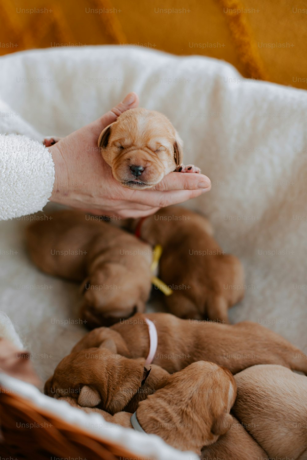 una persona che tiene in mano un cesto pieno di cuccioli