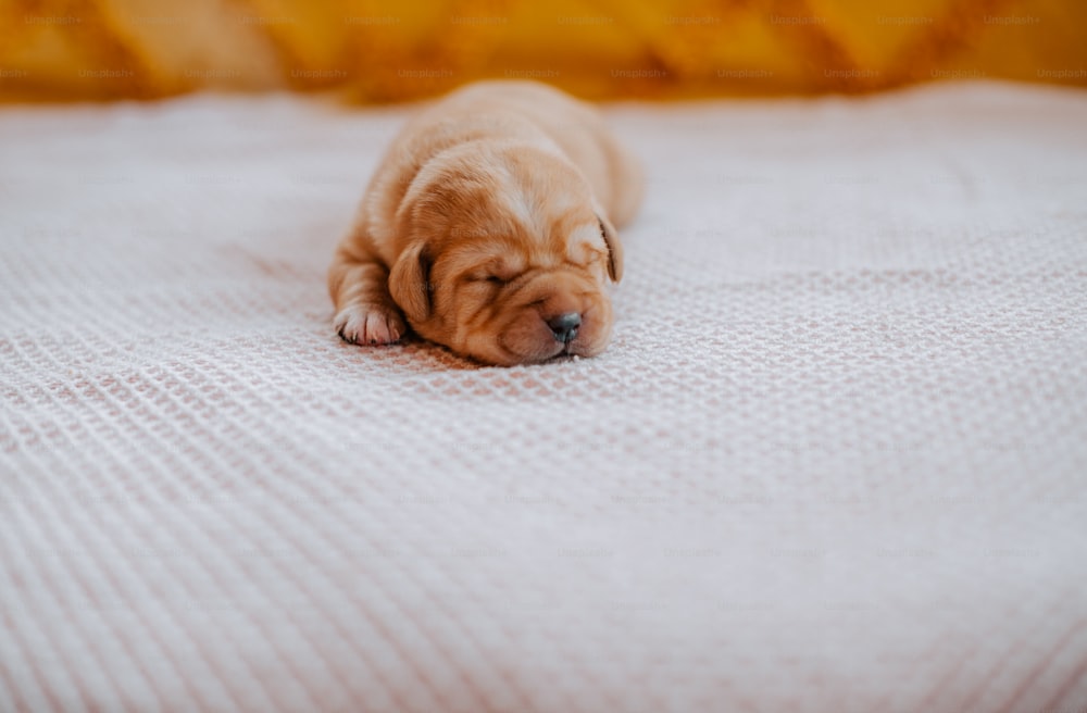 a puppy is sleeping on a white blanket