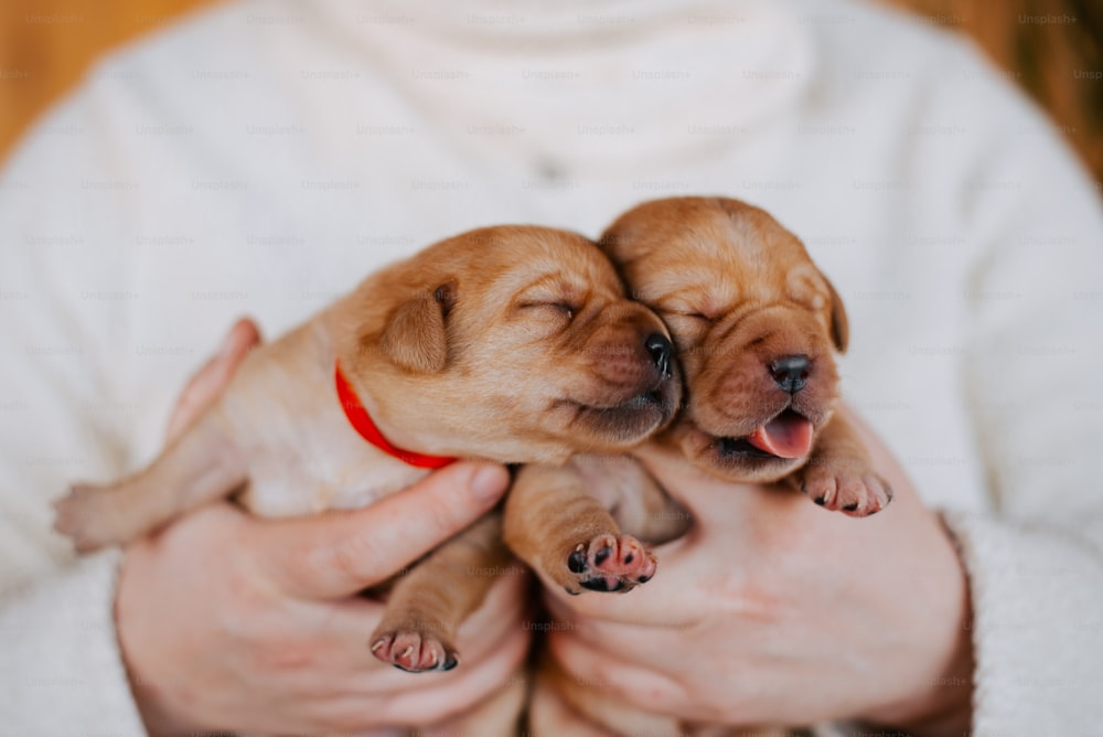 una persona che tiene due cuccioli tra le mani