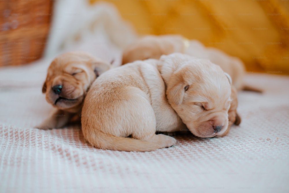 a couple of puppies are sleeping on a bed
